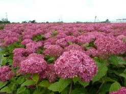 Hortensia (Hydrangea 'Pink Annabelle') -Directplant Winkel pink annabelle 1 1