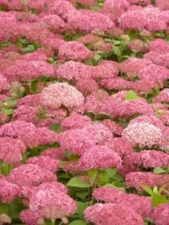 Hortensia (Hydrangea 'Pink Annabelle') -Directplant Winkel pink annabelle 2
