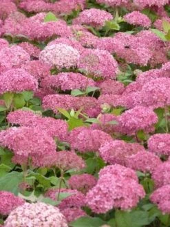 Hortensia (Hydrangea 'Pink Annabelle') -Directplant Winkel pink annabelle 3