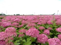 Hortensia (Hydrangea 'Pink Annabelle') -Directplant Winkel pink annabelle 4