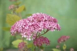 Hortensia (Hydrangea 'Pink Annabelle') -Directplant Winkel pink annabelle 8