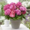 Hortensia Pink Pop (Hydrangea 'Music Collection') -Directplant Winkel pink pop 2