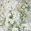 Mongoolse Sering (Syringa 'Pinnatifolia') -Directplant Winkel pinnatifolia
