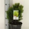 Bosnische Den (Pinus Heldreichii 'Compact Gem') -Directplant Winkel pinus heldreichii compact gem c3 m
