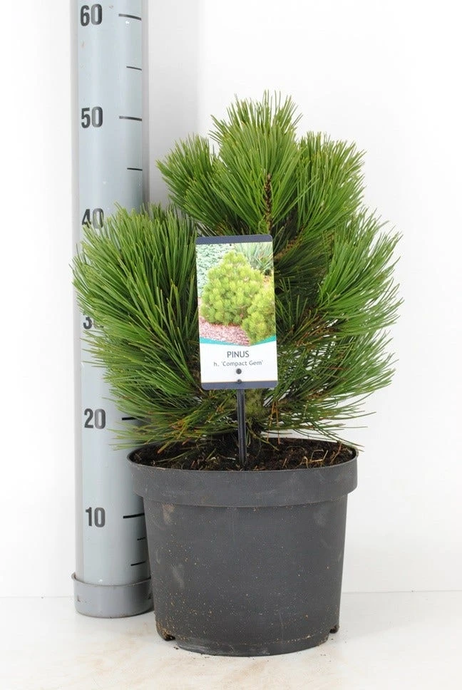 Bosnische Den (Pinus Heldreichii 'Compact Gem') 4 Bosnische Den (Pinus Heldreichii 'Compact Gem') - Afbeelding 2