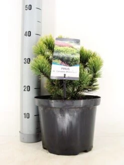 Dwerg Bergden (Pinus Mugo 'Wintergold') -Directplant Winkel pinus mugo carst. wintergold c5 m