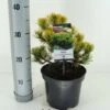 Dwerg Bergden (Pinus Mugo 'Wintergold') -Directplant Winkel pinus mugo carstens wintergold c3 m