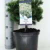 Dwerg Bergden (Pinus Mugo 'Mops') -Directplant Winkel pinus mugo mops c5 m