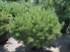 Bergden (Pinus Mugo Mughus) -Directplant Winkel pinus mugo mughus 100 125