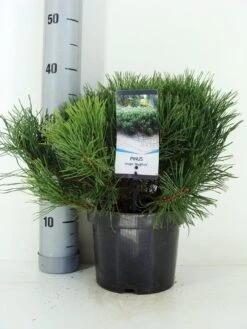 Bergden (Pinus Mugo Mughus) -Directplant Winkel pinus mugo mughus c3 m