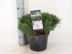 Bergden (Pinus Mugo Mughus) -Directplant Winkel pinus mugo mughus c5 m 1