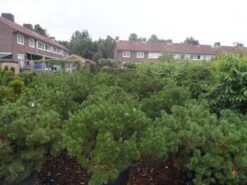 Bergden (Pinus Mugo Mughus) -Directplant Winkel pinus mugo mughus diameter 100 125 150 c130 1