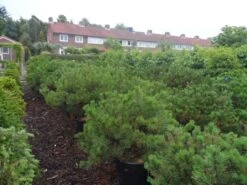 Bergden (Pinus Mugo Mughus) -Directplant Winkel pinus mugo mughus diameter 100 125 150 c130 2 1