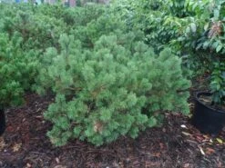 Bergden (Pinus Mugo Mughus) -Directplant Winkel pinus mugo mughus diameter 100 125 150 c130 3 1