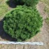 Bergden Als Bolvorm (Pinus Mugo 'Mugo') -Directplant Winkel pinus mugo mugo 100 cm breed bol drkl 1