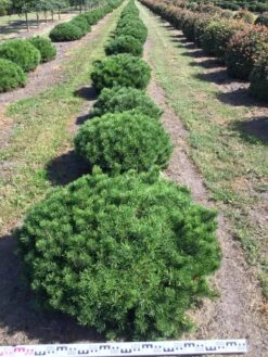 Bergden Als Bolvorm (Pinus Mugo 'Mugo') 5 Bergden Als Bolvorm (Pinus Mugo 'Mugo') -Directplant Winkel pinus mugo mugo 120 cm breed bol drkl 1