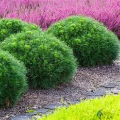 Dwerg Bergden (Pinus Mugo 'Varella') -Directplant Winkel pinus mugo varella