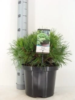 Dwerg Bergden (Pinus Mugo 'Varella') -Directplant Winkel pinus mugo varella c5 m