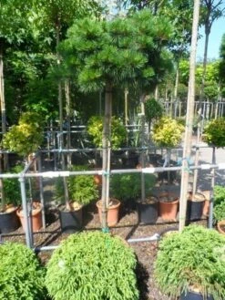 Den Op Stam (Pinus Nigra 'Brepo') -Directplant Winkel pinus nigra brepo 130 150stam cont