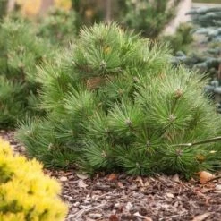 Oostenrijkse Den (Pinus Nigra 'Nana') -Directplant Winkel pinus nigra nana