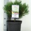 Oostenrijkse Den (Pinus Nigra 'Nana') -Directplant Winkel pinus nigra nana c5 m