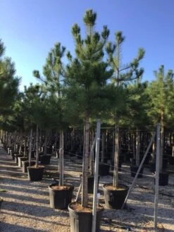 Oostenrijkse Den Als Boom (Pinus Nigra Nigra) -Directplant Winkel pinus nigra nigra 18 20 1