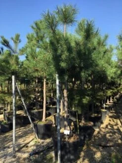 Oostenrijkse Den Als Boom (Pinus Nigra Nigra) -Directplant Winkel pinus nigra nigra 1820