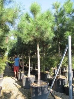 Oostenrijkse Den Als Boom (Pinus Nigra Nigra) -Directplant Winkel pinus nigra nigra 20 25 2