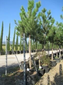Oostenrijkse Den Als Boom (Pinus Nigra Nigra) -Directplant Winkel pinus nigra nigra 20 25 3