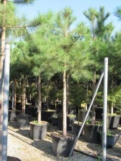 Oostenrijkse Den Als Boom (Pinus Nigra Nigra) -Directplant Winkel pinus nigra nigra 20 25 4