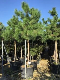 Oostenrijkse Den Als Boom (Pinus Nigra Nigra) -Directplant Winkel pinus nigra nigra 2025