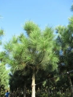 Oostenrijkse Den Als Boom (Pinus Nigra Nigra) -Directplant Winkel pinus nigra nigra 2
