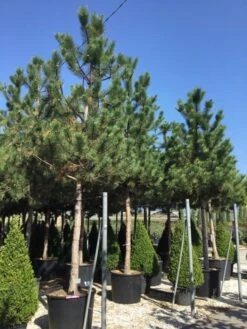 Oostenrijkse Den Als Boom (Pinus Nigra Nigra) -Directplant Winkel pinus nigra nigra 30 35