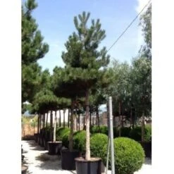 Oostenrijkse Den Als Boom (Pinus Nigra Nigra) -Directplant Winkel pinus nigra nigra 30 35 1