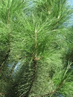 Oostenrijkse Den Als Boom (Pinus Nigra Nigra) -Directplant Winkel pinus nigra nigra 3