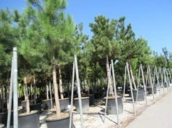 Oostenrijkse Den Als Boom (Pinus Nigra Nigra) -Directplant Winkel pinus nigra nigra 4