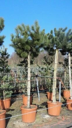 Oostenrijkse Den Als Boom (Pinus Nigra Nigra) -Directplant Winkel pinus nigra nigra stamboom 250 300