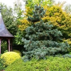 Blauwe Japanse Den (Pinus Parviflora 'Glauca') -Directplant Winkel pinus parviflora glauca