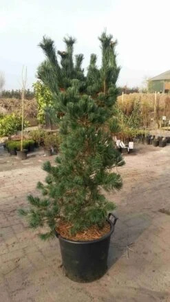 Blauwe Japanse Den (Pinus Parviflora 'Glauca') -Directplant Winkel pinus parviflora glauca 100125cm 1