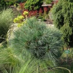 Bergden (Pinus Strobus 'Radiata') -Directplant Winkel pinus strobus radiata