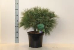 Bergden (Pinus Strobus 'Radiata') -Directplant Winkel pinus strobus radiata 40 50 c10