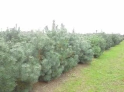 Grove Den, Solitair (Pinus Sylvestris) -Directplant Winkel pinus sylvestris 2