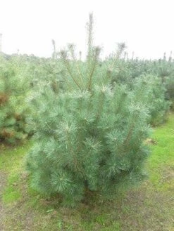 Grove Den, Solitair (Pinus Sylvestris) -Directplant Winkel pinus sylvestris 175 200 2