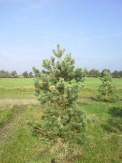 Grove Den, Solitair (Pinus Sylvestris) -Directplant Winkel pinus sylvestris 200 2