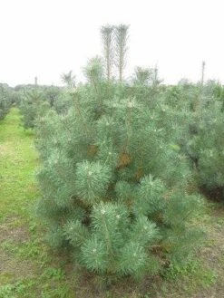 Grove Den, Solitair (Pinus Sylvestris) -Directplant Winkel pinus sylvestris 200 250 2