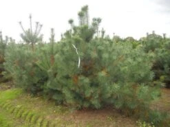 Grove Den, Solitair (Pinus Sylvestris) -Directplant Winkel pinus sylvestris 250 300 1