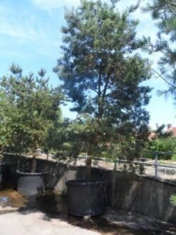 Grove Den, Solitair (Pinus Sylvestris) -Directplant Winkel pinus sylvestris 350 400 450 c1000
