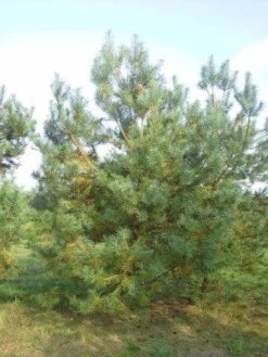Grove Den, Solitair (Pinus Sylvestris) -Directplant Winkel pinus sylvestris 400 1