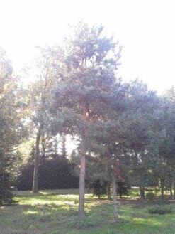 Grove Den (Pinus Sylvestris) -Directplant Winkel pinus sylvestris 60 70 1