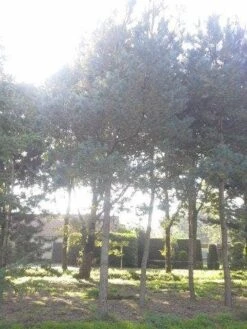 Grove Den (Pinus Sylvestris) -Directplant Winkel pinus sylvestris 60 70 2